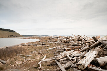 Brown Driftwood on a Grassy Beach on a Cloudy Day at Ebey's Landing WA