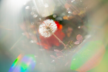 Dandelion with flare, prism and light leak.