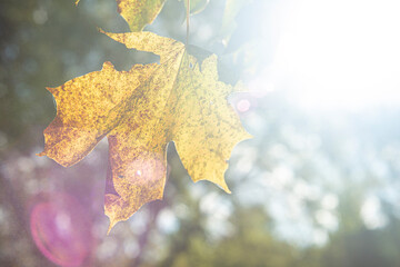 Yellow maple leaf backlit with flare.