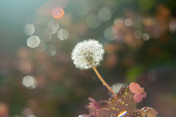 Dandelion with flare, haze and bokeh.