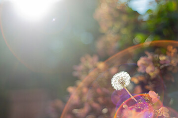 Dandelion with flare, prism and light leak.