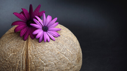 two purple flowers on coconut shell on black background