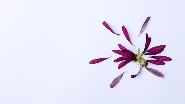 purple flower and its petals on a white background