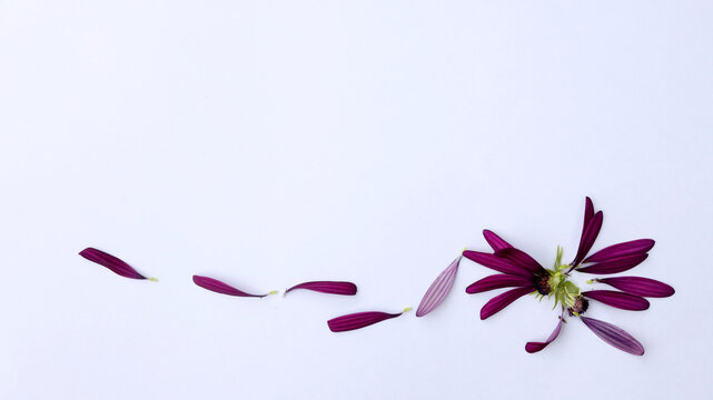 purple flower crumbles into petals on a white background