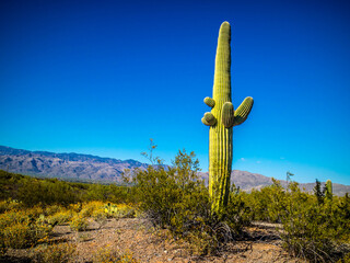 A long slender Saguaro Cactus in Saguaro National Park, Arizona