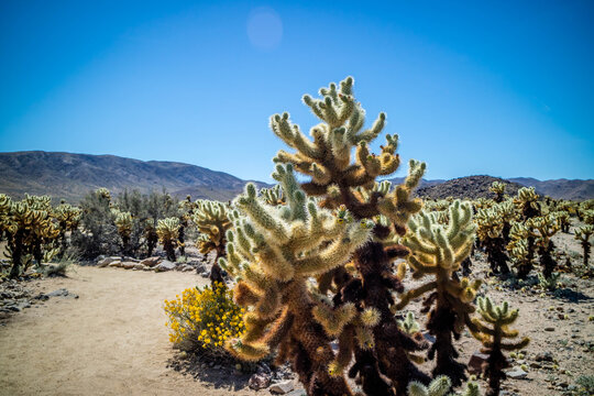 Chain Fruit Cholla Cactus in Joshua National Park, California
