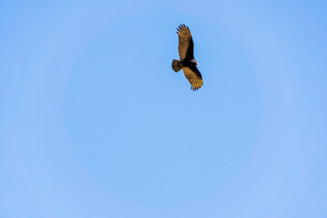 Bird calmly flying across the sky.
