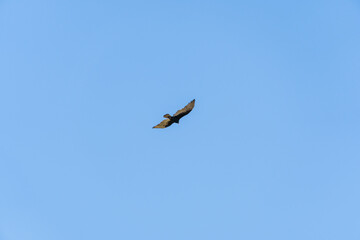 Bird calmly flying across the sky.