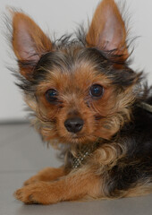 yorkshire terrier puppy