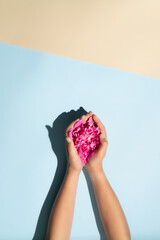 Hands holding a beautiful peony flower on a pale  beige and blue background. Creative concept.