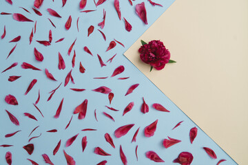 Deep red peony on beige background and peony petals on light blue background