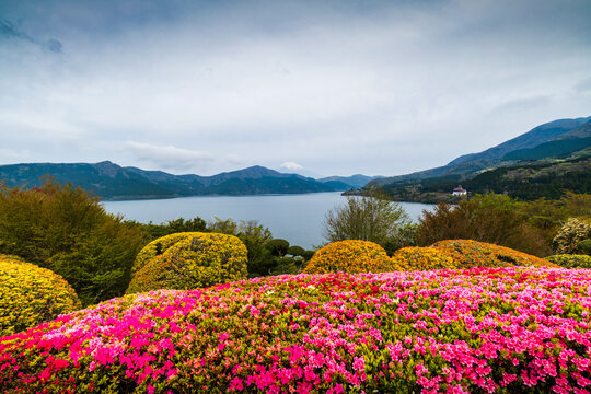 View of Mount Fuji with blooming flowers from lake Ashi, Hakone, Japan