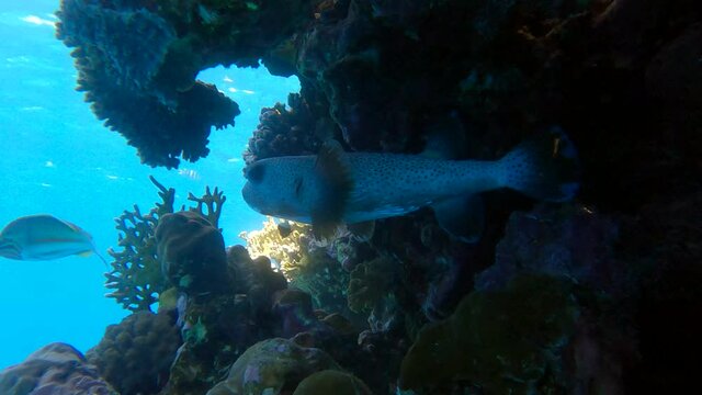 Porcupinefish hiding in a coral reef. Ajargo, Giant Porcupinefish or Spotted Porcupine Fish (Diodon hystrix)