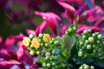 Kalanchoe amarilla