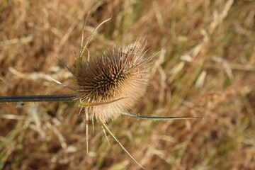 Dry fuller's teasel combs (Dipsacus fullonum)