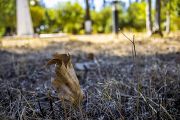 feuille sur terre 
