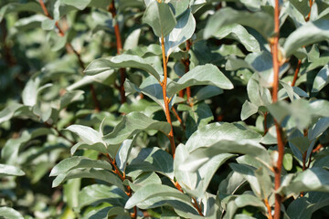 Elaeagnus commutata silver leaves closeup. Silverberry, rabbitberry background. Foliage texture. Garden ornamental shrub.