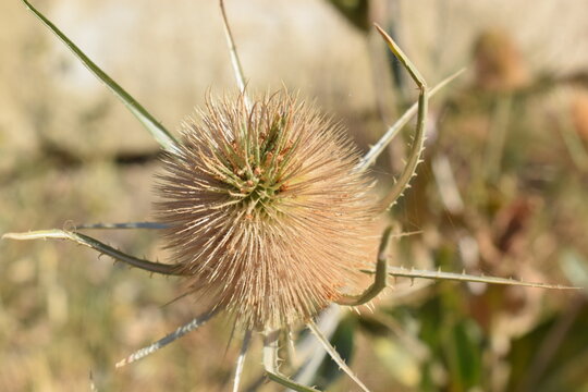 Dry fuller's teasel combs (Dipsacus fullonum)