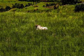 Fototapeta premium cows eating pasture in lake of La Cocha, Nariño - Colombia
