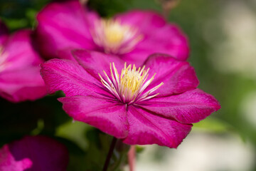 Pink clematis flower on a natural green background closeup. Garden climbing flowers. Summer floral background