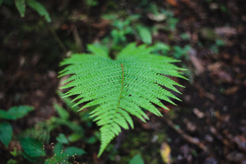 Naturaleza México