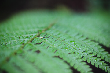 Naturaleza México