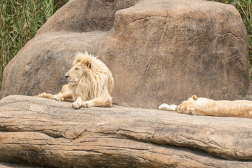 Closeup shot of a lion and lioness lying on a rock in a