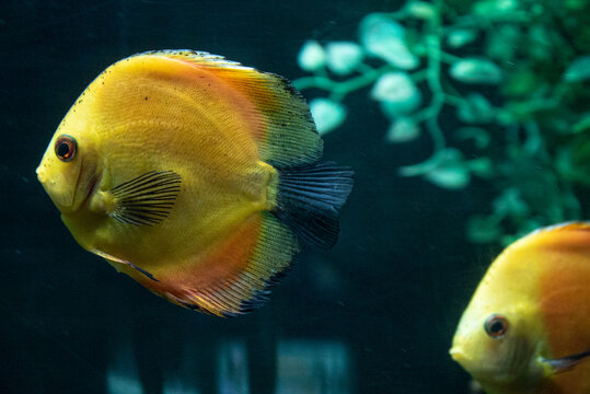 Closeup Shot Of Small Fishes Swimming In The Aquarium