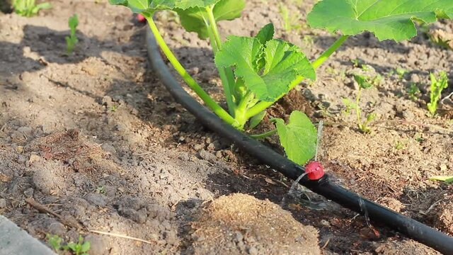 The water flows from the drip irrigation system. A young plant of a patisson on a bed. High quality FullHD footage