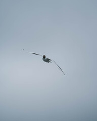 Seagul