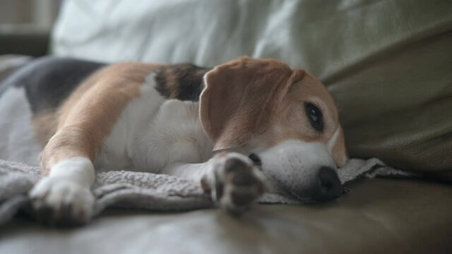 Beagle relaxing in the sofa. beagle falling asleep, eyes closing and opening, 5 year old beagle

