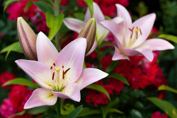 Beautiful lilies in the garden