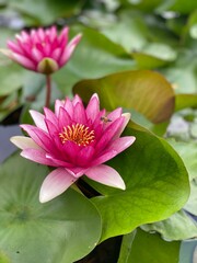 pink water lilies and a bee