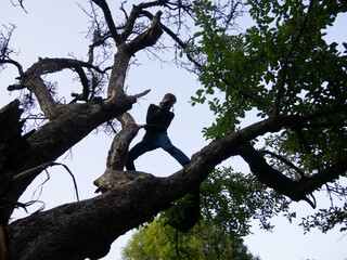 Person climbing a tree while taking photos with a camera, capturing nature from a unique perspective, surrounded by branches and foliage.