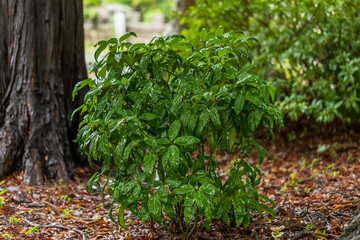 Fototapeta premium 雨に濡れる公園の小さな木