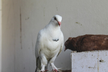Selective focus of a couple of white and brown doves looking at something