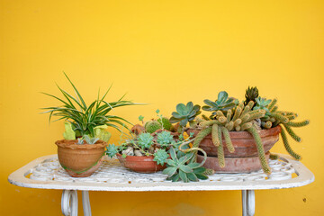 Distintos cactus y suculentas en el hogar. 