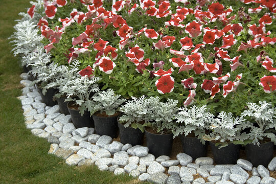 Beautiful Scenery Of Decorative Bed Flowers Edged With Leaves And Pebbles In A Flower Show