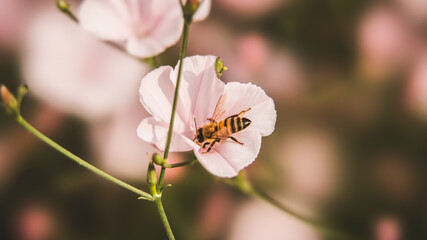 Bee collecting nectar in a flower