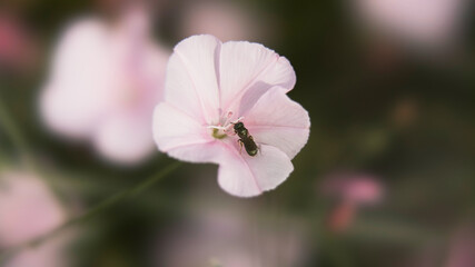 Obraz premium Bee collecting nectar in a flower