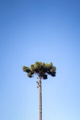 Araucaria tree and blue sky. also known as Paraná Pine, Curi, Brazilian Pine, Caiová Pine, Mission Pine and São José Pine. tree easily found in, Minas Gerais, and Paraná, Brazil.