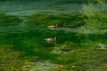 Vrelo Bosne nature green park in Sarajevo with water and ducks 