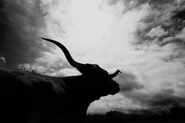 Texas longhorn cow silhouette with horns against dramatic sky background.