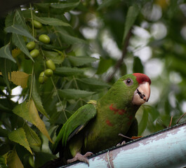 Perico caminando