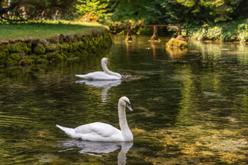 Vrelo Bosne nature green park in Sarajevo with water and ducks 