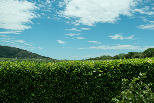 Campo con arbustos