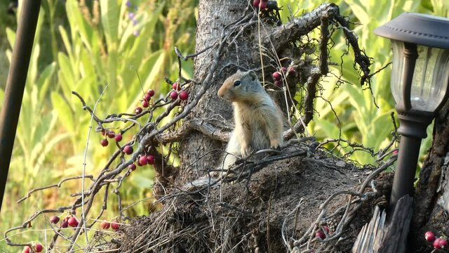 Squirrel on Watch from Fancy Deck