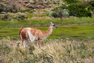 Young llama guanaco in the wild. Chile Patagonia