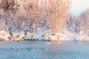 White whooper swans flying over the nonfreezing winter lake. Altai, Russia