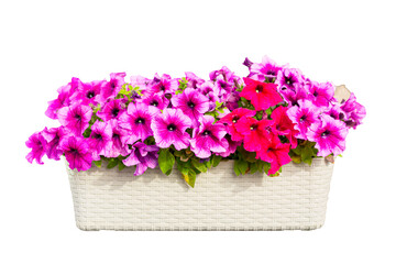 Pink purple and red petunia in a box isolated on white background - obrazy, fototapety, plakaty